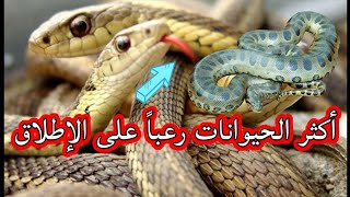 أكثر الحيوانات رعباً على الأرض ‼️😲