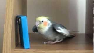 Paco - Funny dancing Cockatiel(Tranquila  dance)