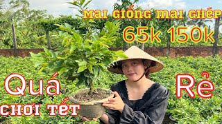 6-9-2023☎️0384620997 thư (Zalo) giao lưu mai chơi Tết ,trồng đất giá rẻ bao ship