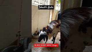 Happy Customer | BAKRID 2024 | Sohaib's Farm| #2024 #goat #sheep #animals #shorts #reels