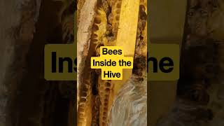 Honey Bees inside the Bee hive #bees #short