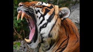 Champawat Maneater: The Tigress That Killed Over 440 People