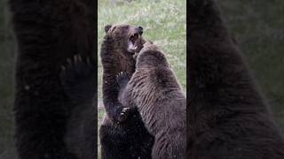 a dispute between two male grizzlies part2