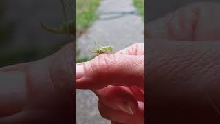 Bush Cricket!! 🦗 ❤️😍