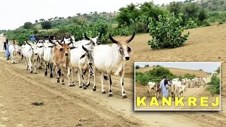 Kankrej Cows Groups After Monsoon || Cow Milk benefits || mix kankrej group || Kankrej with owner