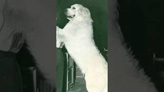 Elvis Presley's Feisty Dog