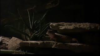 Leopard gecko enjoying civil twilight feature