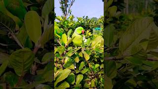 পিয়ারা খাচ্ছে টিয়া #bird_likes #birds #birdsloverbasirhat #indianbird #viralvideo #bdbird