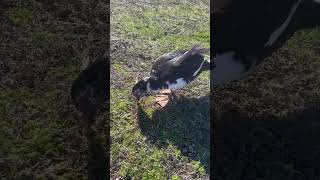 Ducks eating food #animal #ducks #duck