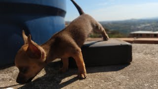 Cachorro filhote lindo 💕 Teco pinscher Mimi 💞