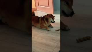 Crazy 😜…. But Shiba Inu