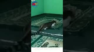 Kucing ikut sholat saat wkt Ashar. Subhanallah #shorts