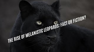 Are Melanistic Leopard Numbers Truly Increasing? | Wildlife Insights | Karnataka #wildlife #animals