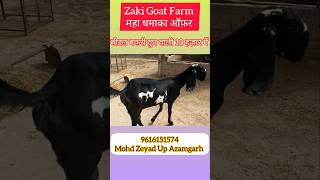 18 हज़ार में दुध वाली बड़ी बीटल घर ले जाए #zakigoatfarm#trendingshorts#shortvideos