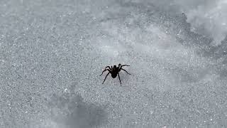 Snow Spider