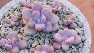 Repotting A Root Bound Succulent