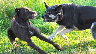 Top 10 Most Dangerous Dogs in the World | दुनिया के 10 सबसे खतरनाक कुत्ते