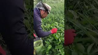 Libreng Kangkong sa Taiwan sobrang dami #hectortvvlogs #fishing #shorts