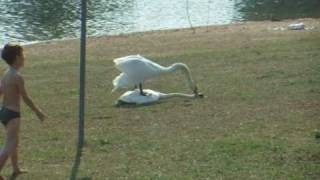 Swan attack in the mating season.