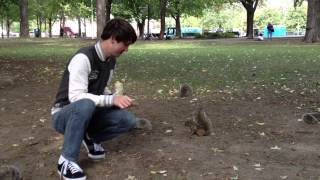 Squirrels in Parc La Fontaine