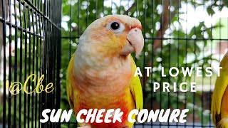 Sun Cheek Conure ll Pyrrhura Molinae ll Chirpkart ll @Coimbatore