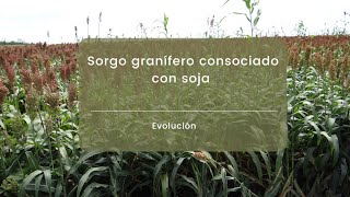 Sorgo consociado con soja: evolución de los cultivos (vivo en Instagram)