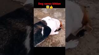 dog cat loves #dog #cutedog #cat #cutecat #snoopdogg #amazing #caring #love #nyt #cutepets #shorts