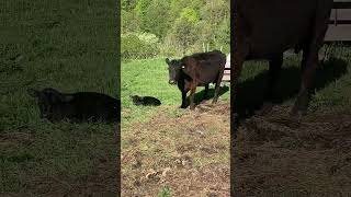 911 Black Angus cow just calved