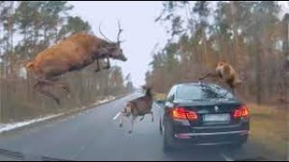 20 Unbelievable Wildlife Road Encounters: When Wild animal Meet Vehicles#wildanimal