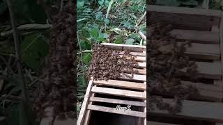 Mini Nucs #beehive #nature #apis #bee #insects #beekeeping #honey #lebah #honeybee #satisfying #bee