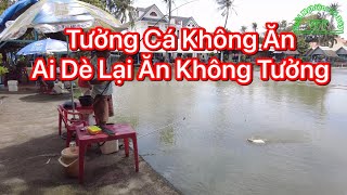 Câu Cá Chép Mồi Cám Trộn Kim Tuyến Cá Ăn Không Tưởng