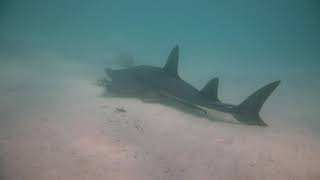 White-spotted Guitarfish at Exmouth