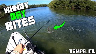 A WINDY Day in Tampa Florida - Kayak Fishing Tampa