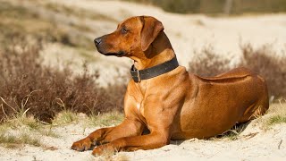 Rhodesian Ridgebacks: The Perfect Dog for Competitive Dog Sports