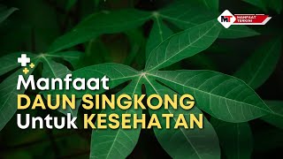 MANFAAT DAUN SINGKONG UNTUK KESEHATAN | MANFAATTERKINI