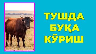 Туш табири - Тушда Хукиз бука новвос куриш