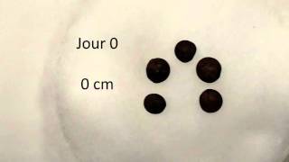 Croissance plantules lentilles