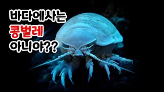 바다에사는콩벌레??