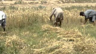 HARVESTING OF WHEAT CROP   MOV00017 BY M RASHID SIDDIQI  evergreenpeople@yahoo com