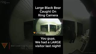 Large Black Bear Caught on Ring Camera | Doorbell Camera Video