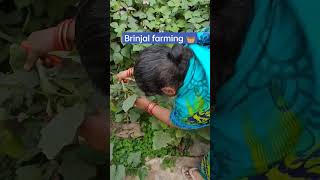 Country Brinjal farming 🧺