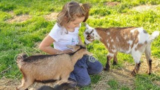 playing with goat | goat farming video for children | goat video | goat video for kids | goat