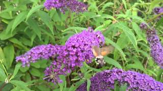 Hummingbird Hawk-moth Slo-Mo