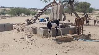 Desert cattle drinking water in the hot sun#villagelife #desertlife #animallife #camelvideo