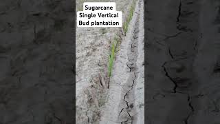 Sugarcane single Vertical Bud Plantation#sugarcanefarming#sugarcanevariety#trending#trendingshorts