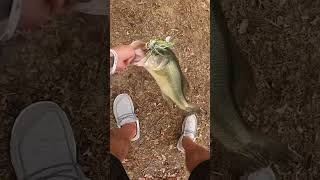 Nice fall buzzbait bassfishing #fishing #fun #shorts #family #bassfishing #explore #adventure #sub