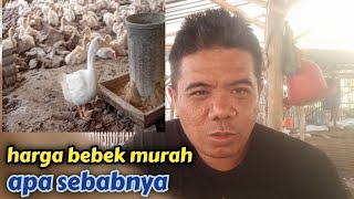 ternyata ini penyebab harga bebek pedaging murah