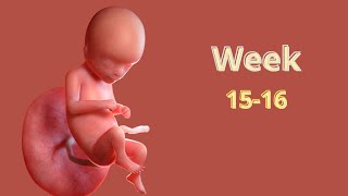 15-16 Weeks pregnant : What To Expect.