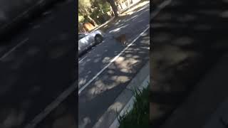 deer gets hit by car