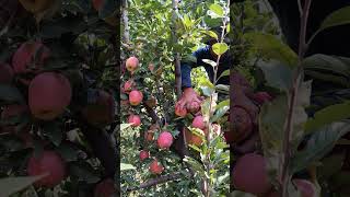 #Harvesting of Kashmir Apple Delicious#reels